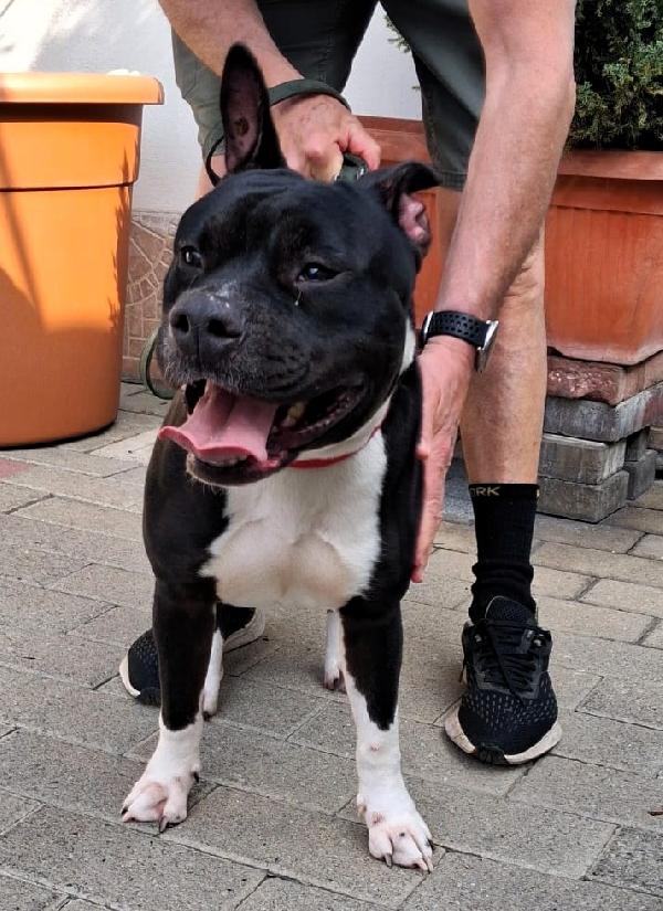 ZARA CERCA UNA FAMIGLIA Foto 6